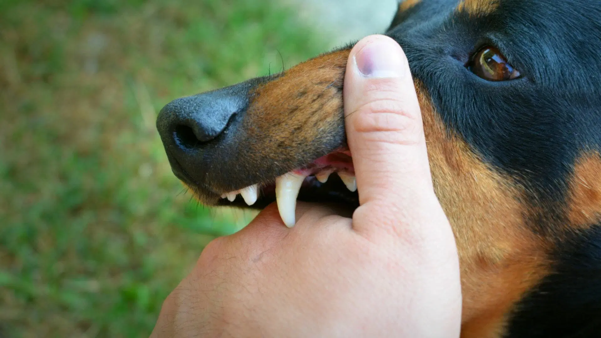 Virginia Dog Bite Laws: An Overview